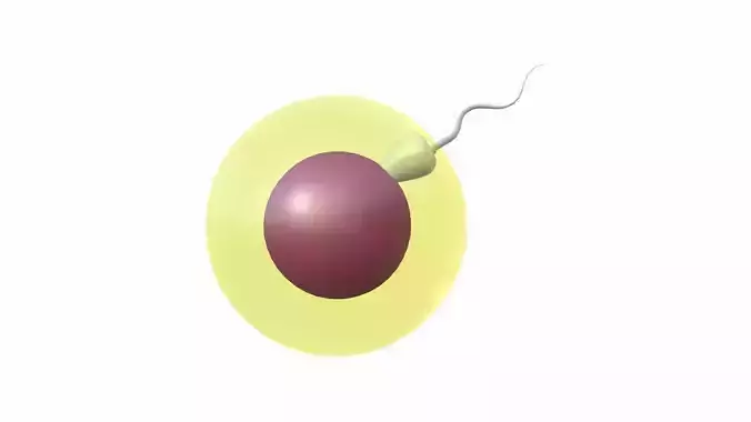 Female Egg and Sperm