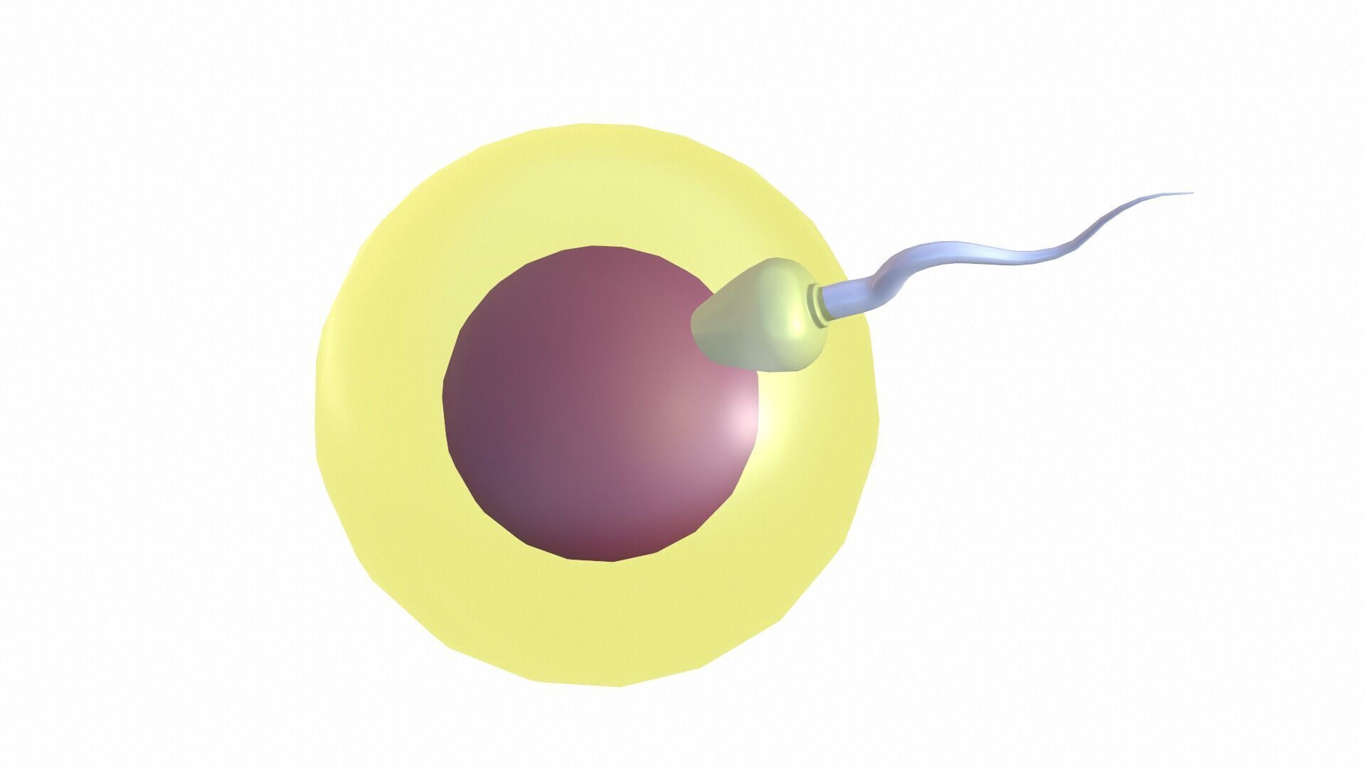 Female Egg and Sperm Low-poly 3D model_7