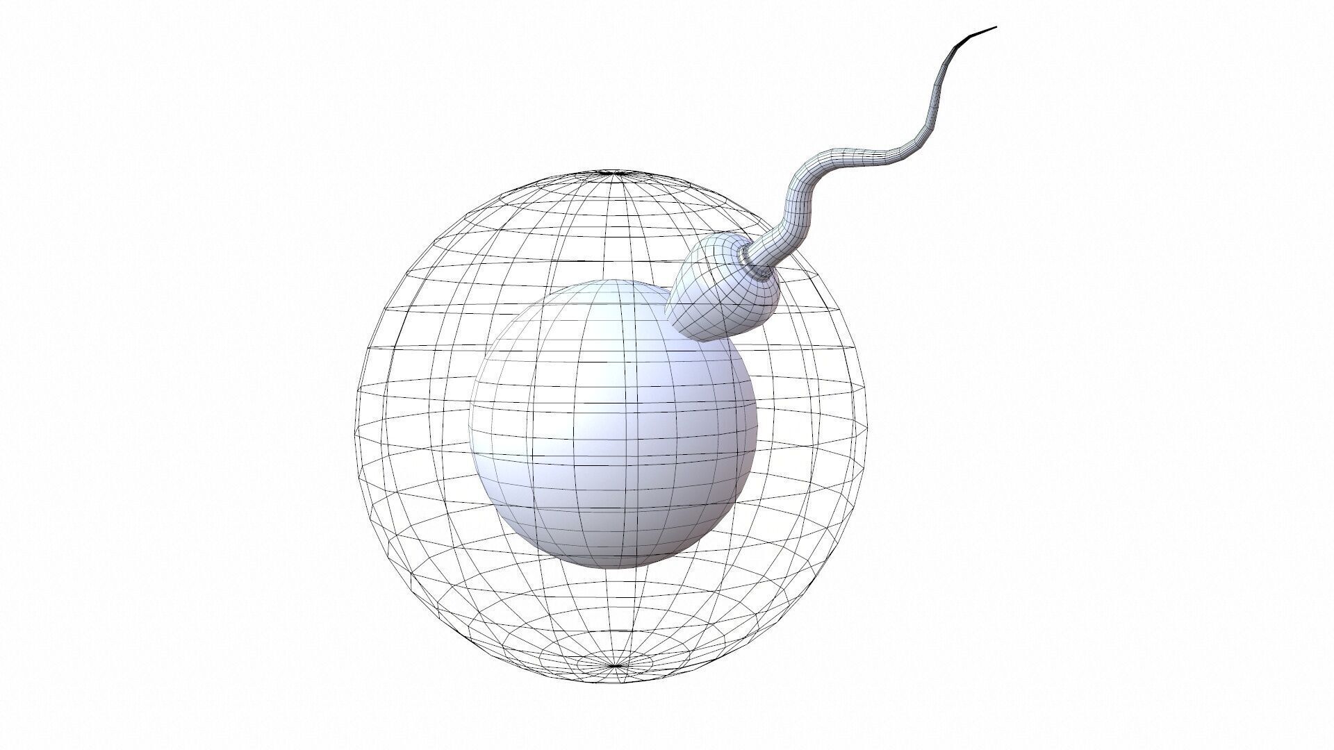 Female Egg and Sperm Low-poly 3D model_10