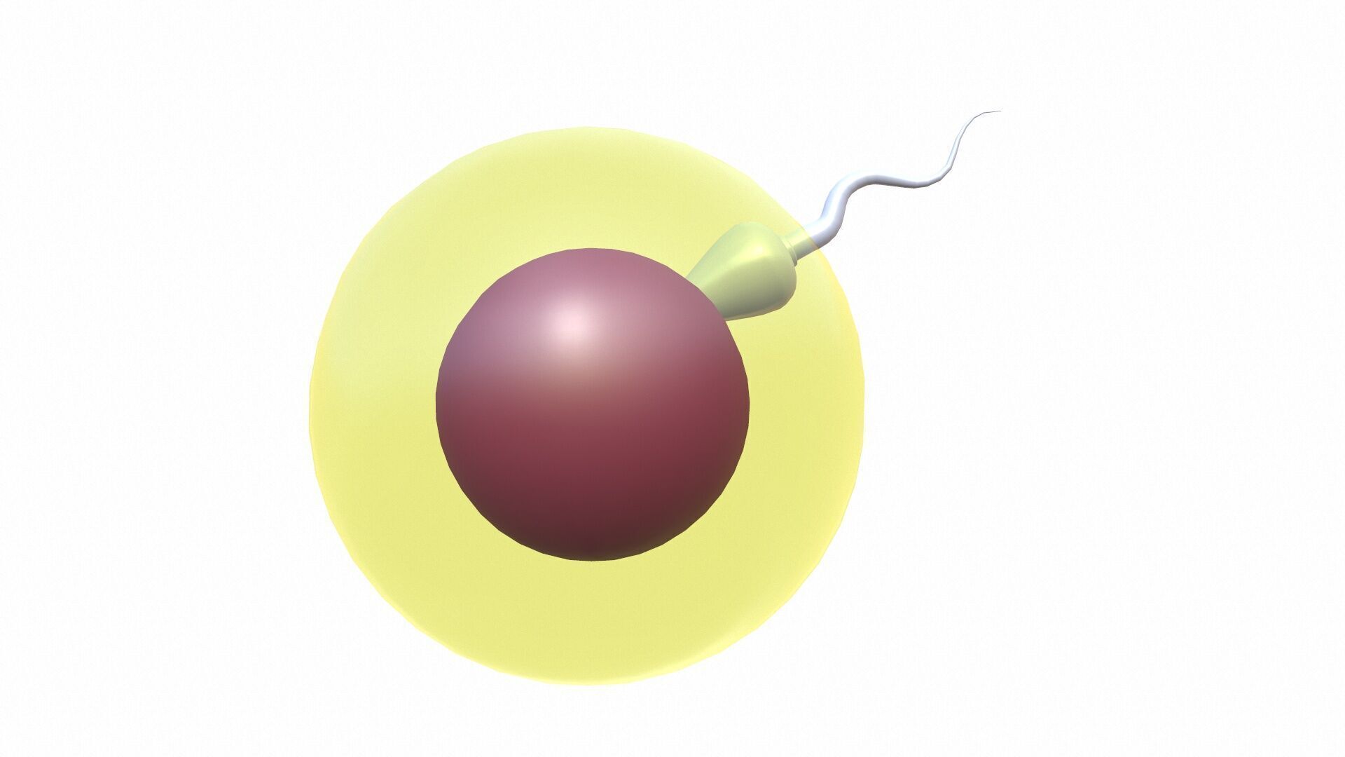Female Egg and Sperm Low-poly 3D model_8