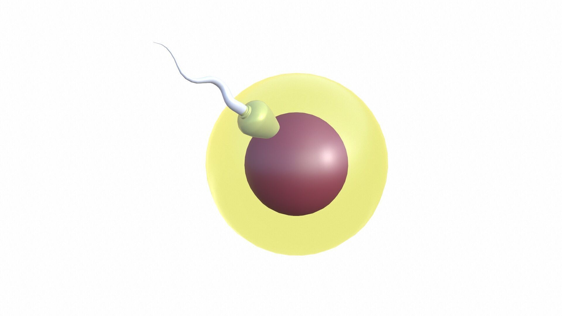 Female Egg and Sperm Low-poly 3D model_5