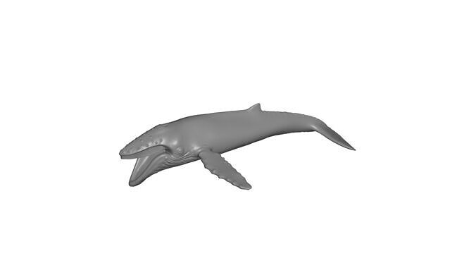 Humpback whale 3D model