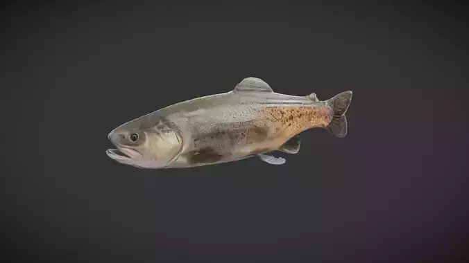 Fish - Trout Low-poly 3D model