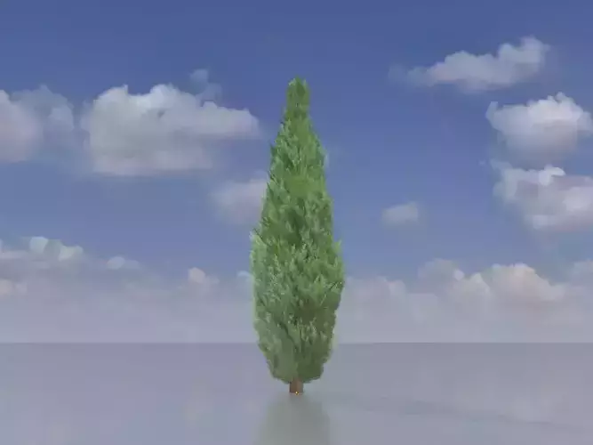 Mock cypress version-1 500mm Low-poly 3D model