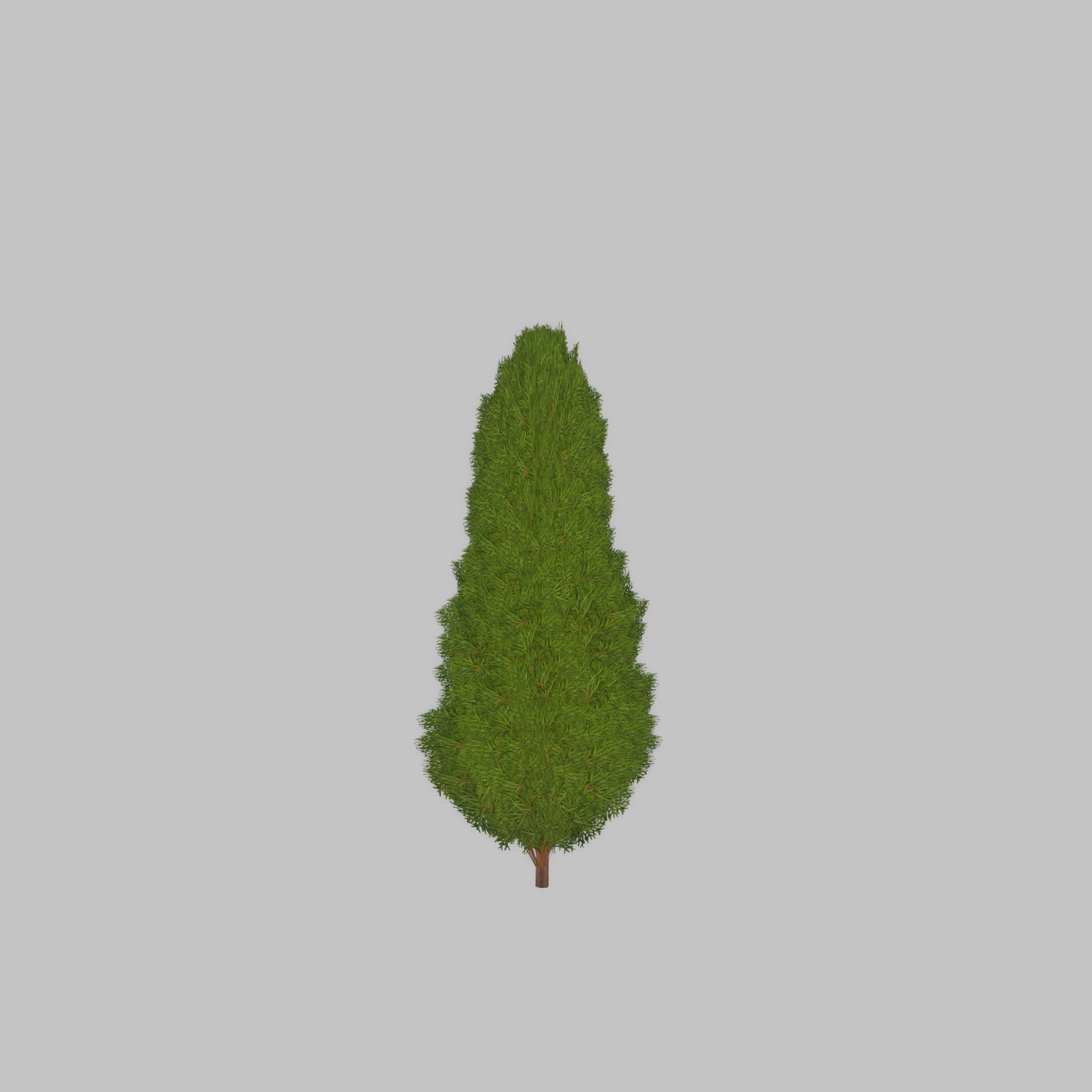 Mock cypress version-2 500mm Low-poly 3D model_33