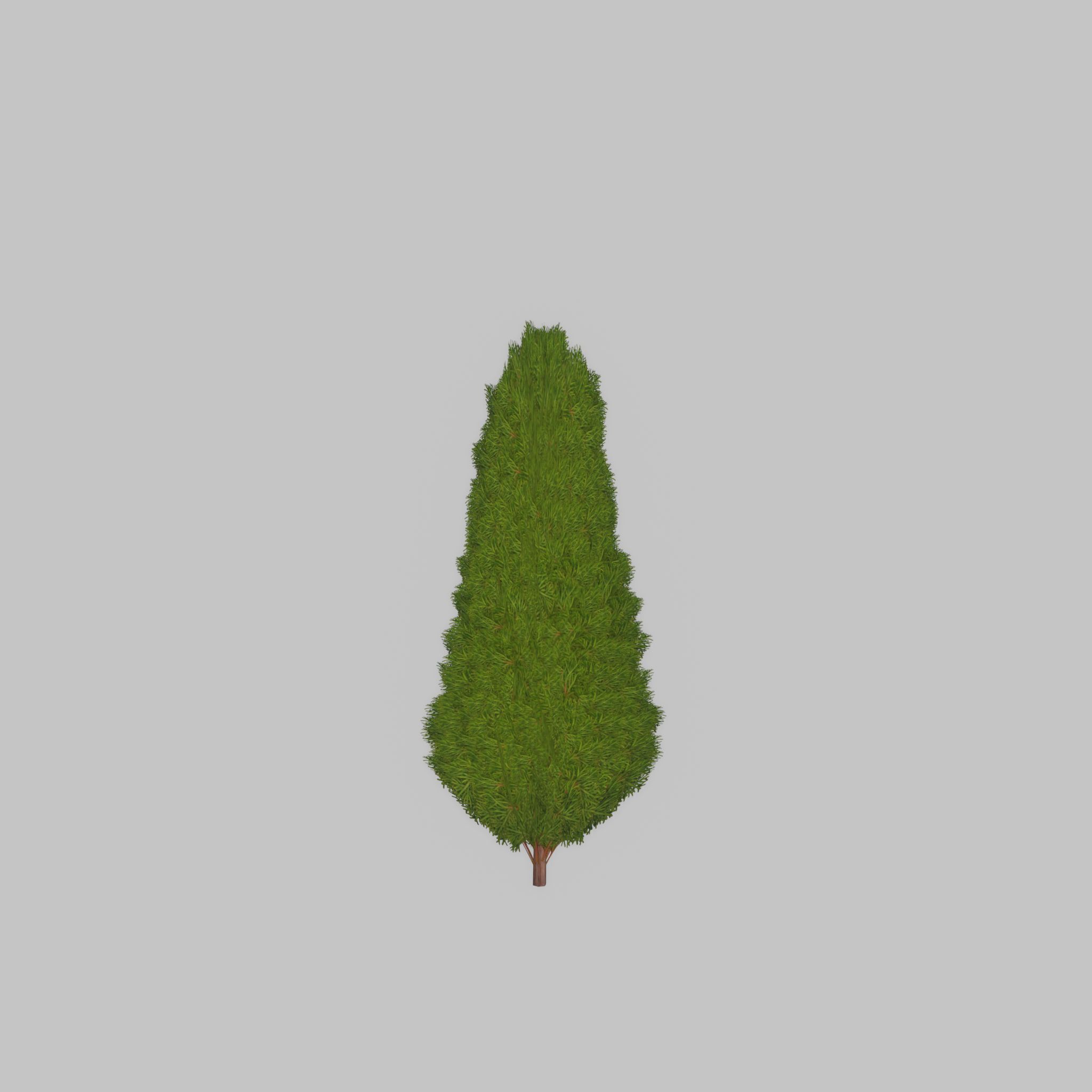 Mock cypress version-2 500mm Low-poly 3D model_37