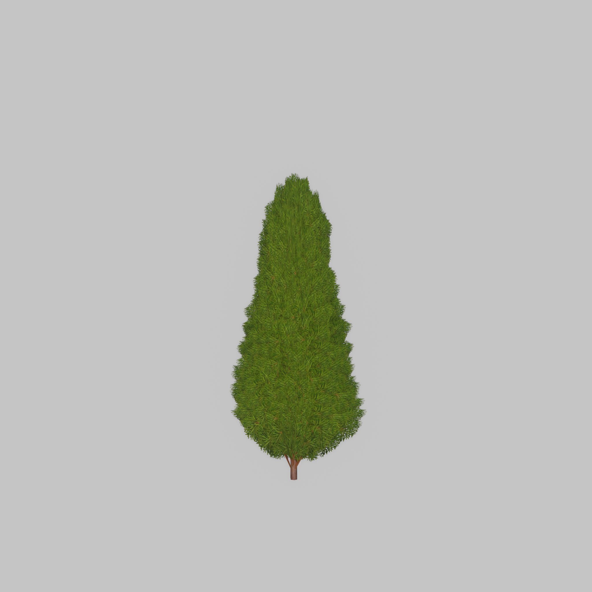 Mock cypress version-2 500mm Low-poly 3D model_39