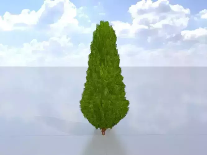 Mock cypress version-2 500mm Low-poly 3D model