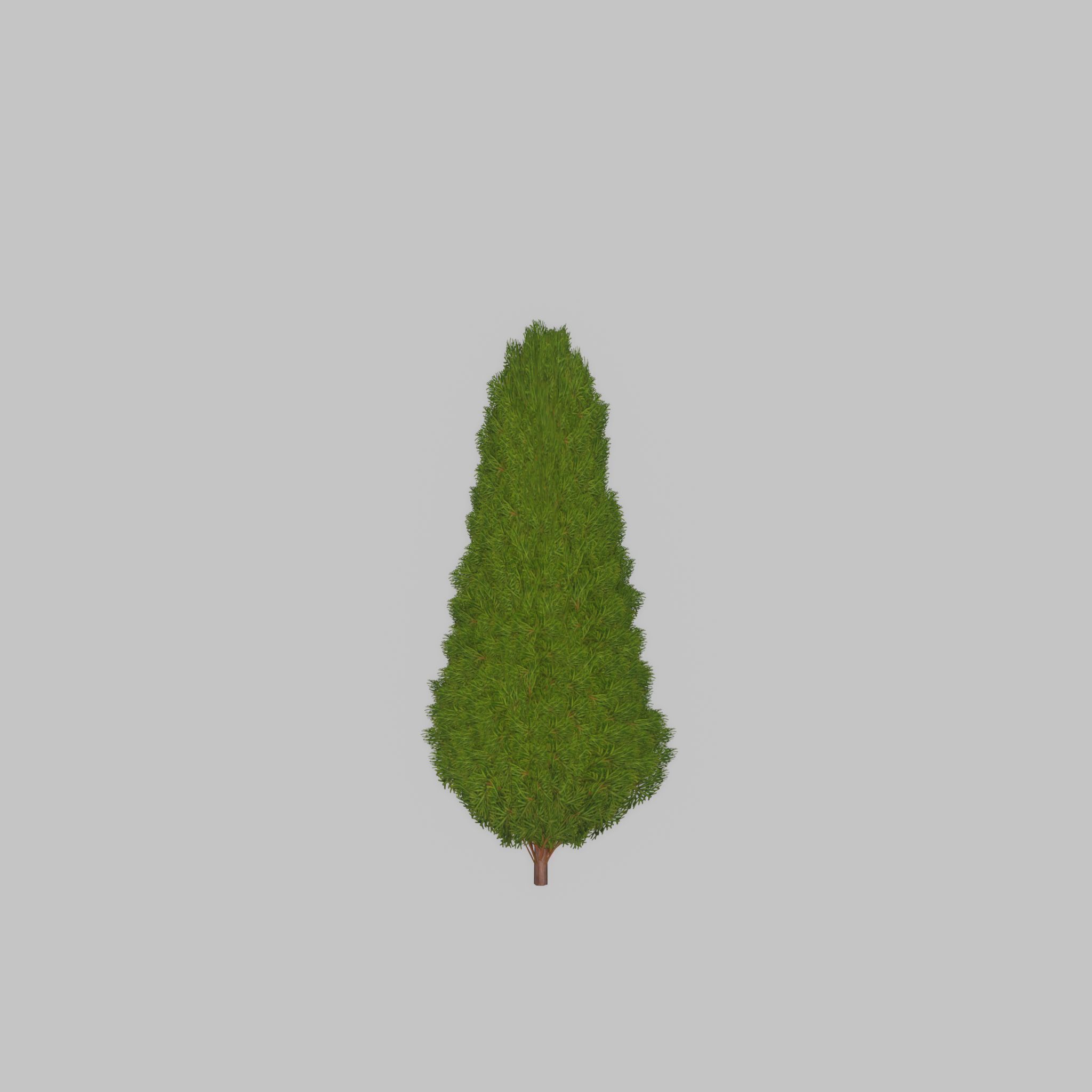 Mock cypress version-2 500mm Low-poly 3D model_32