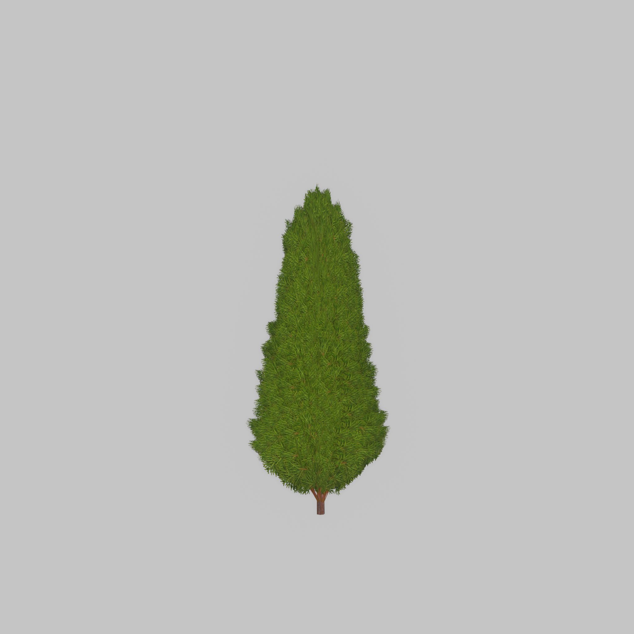 Mock cypress version-2 500mm Low-poly 3D model_24