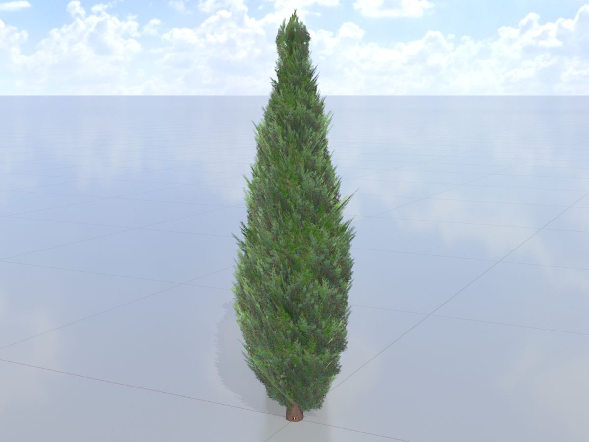 Scheinzypresse Version-1 1000mm Low-poly 3D model_3