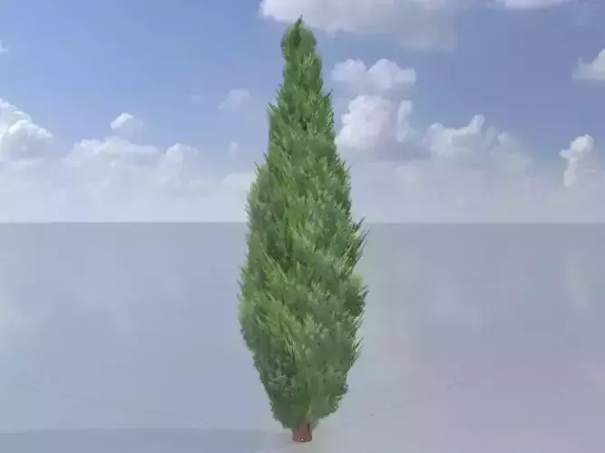Scheinzypresse Version-1 1000mm Low-poly 3D model