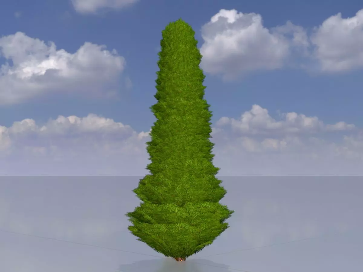 Mock cypress version-3 1000mm Low-poly 3D model_0