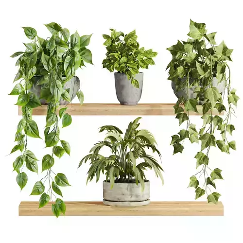 Plants Set
