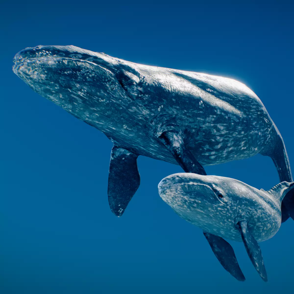 Gray Whale 3D model_0