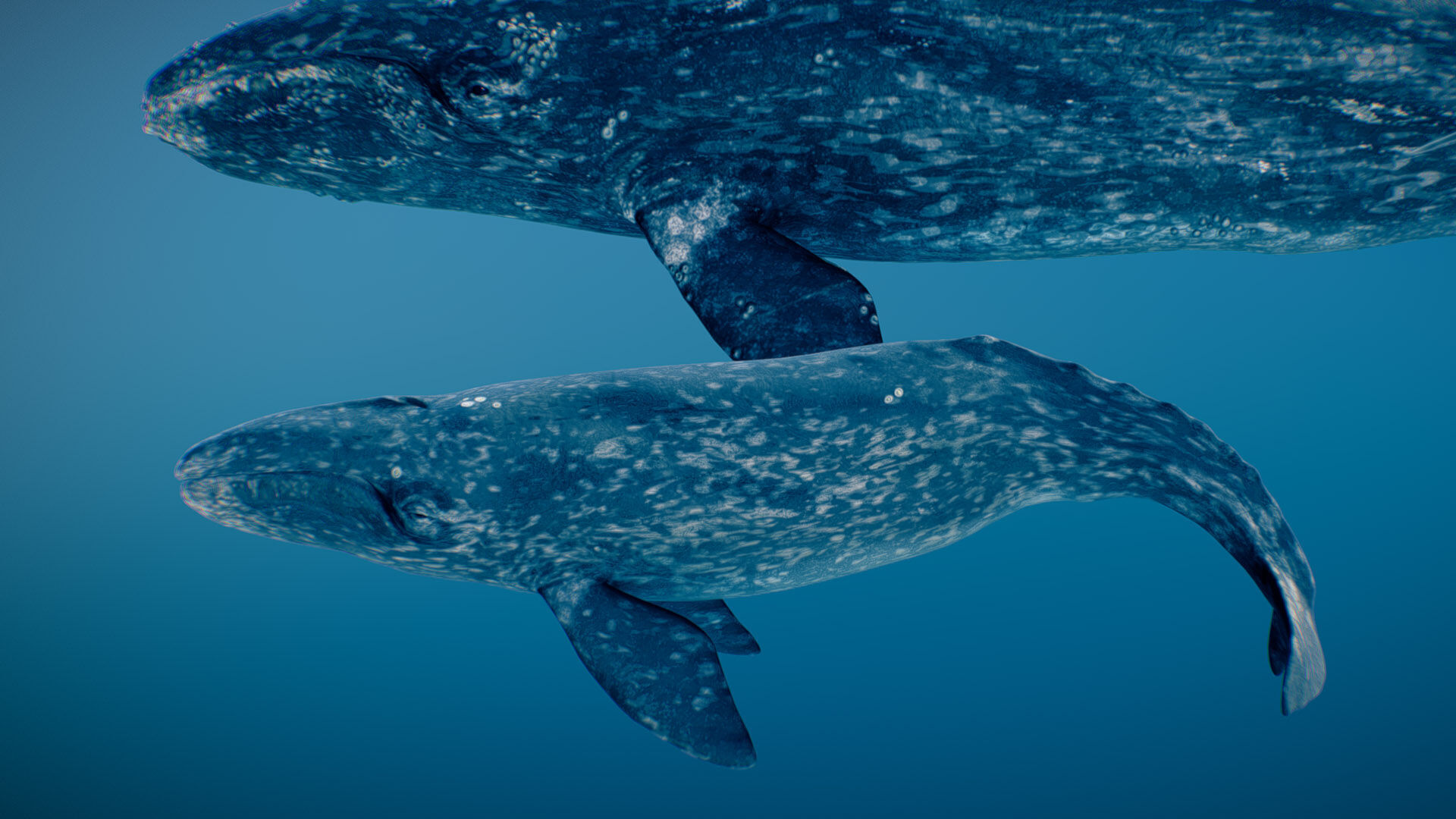 Gray Whale 3D model_4
