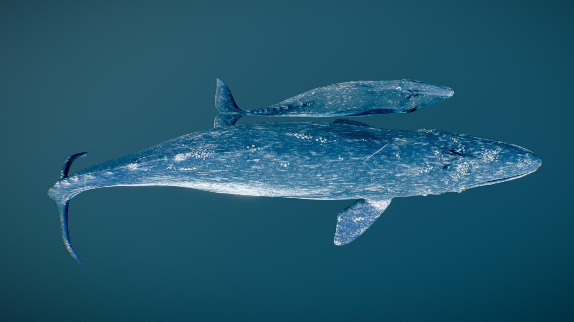 Gray Whale 3D model_2