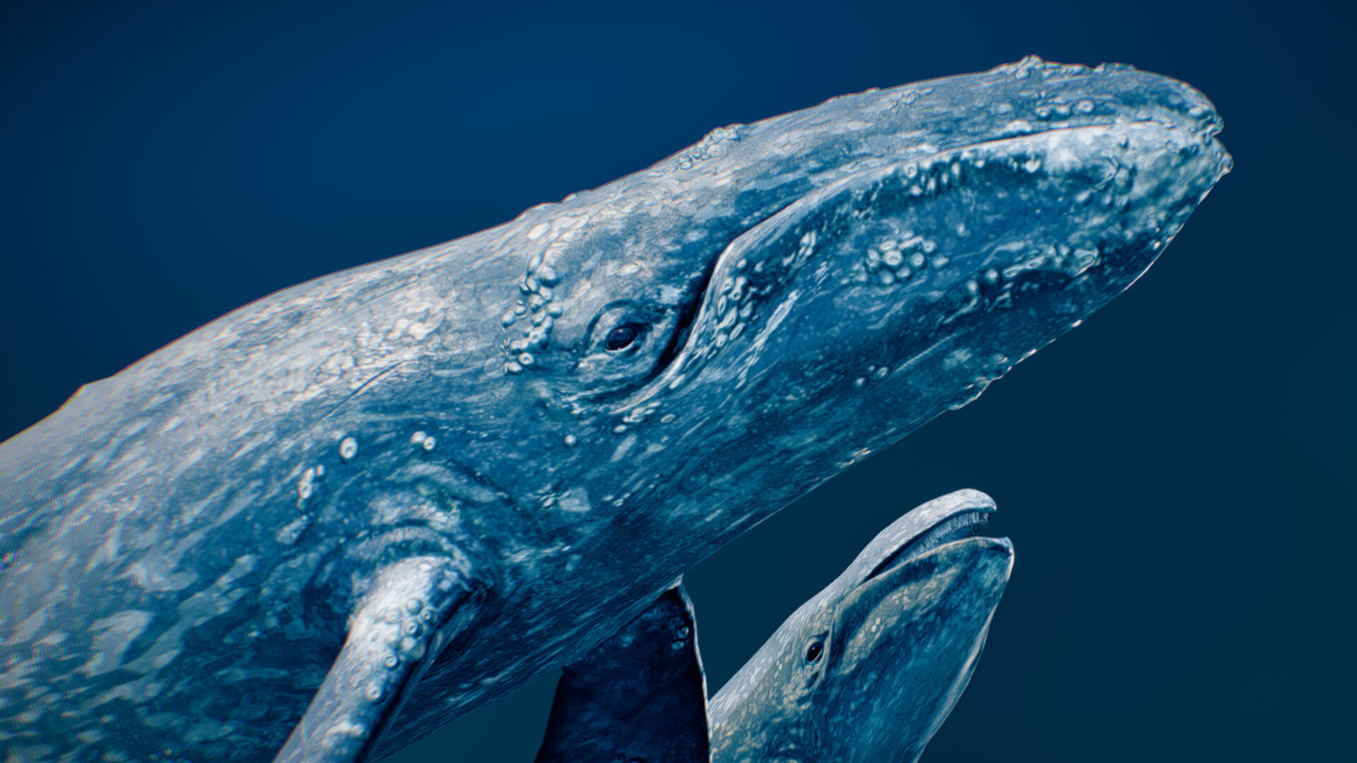 Gray Whale 3D model_3