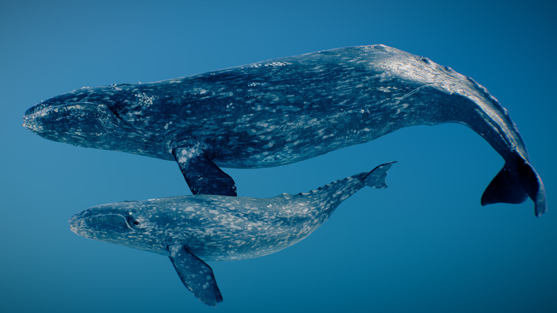 Gray Whale 3D model_1