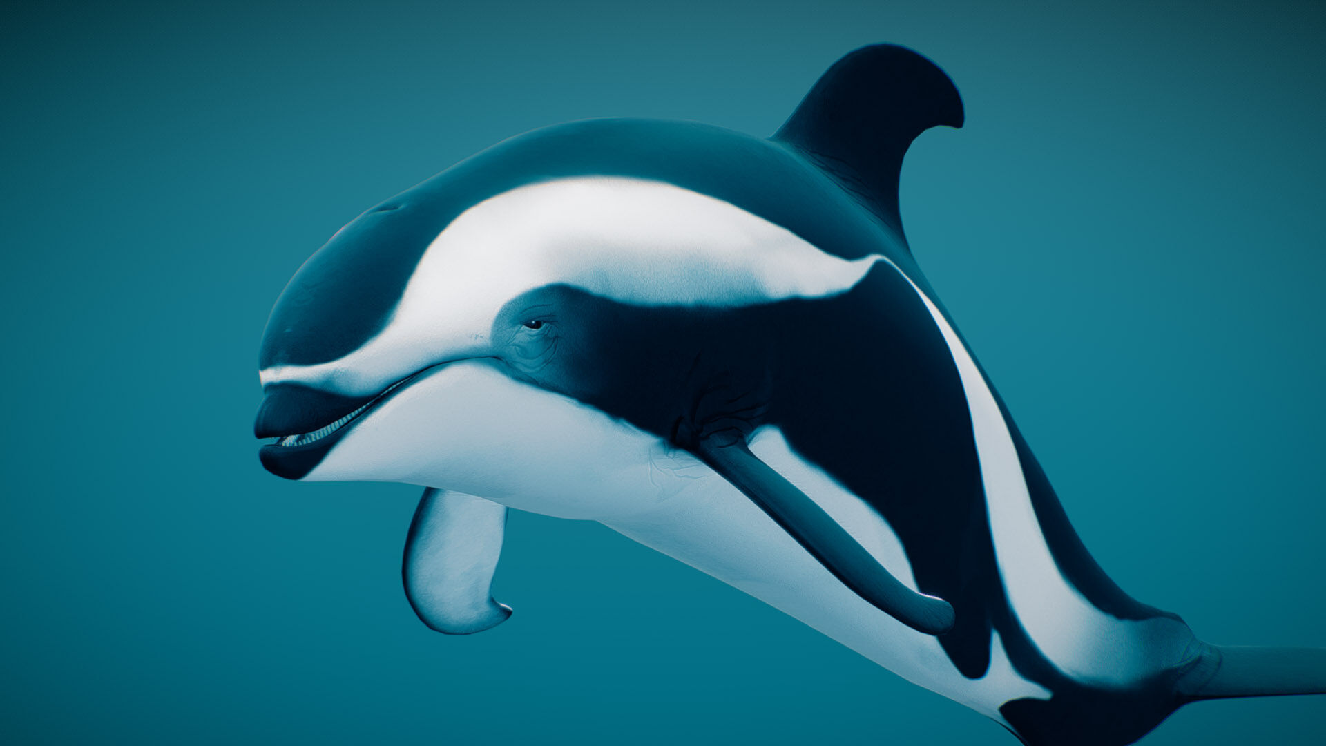 Hourglass Dolphin 3D model_2