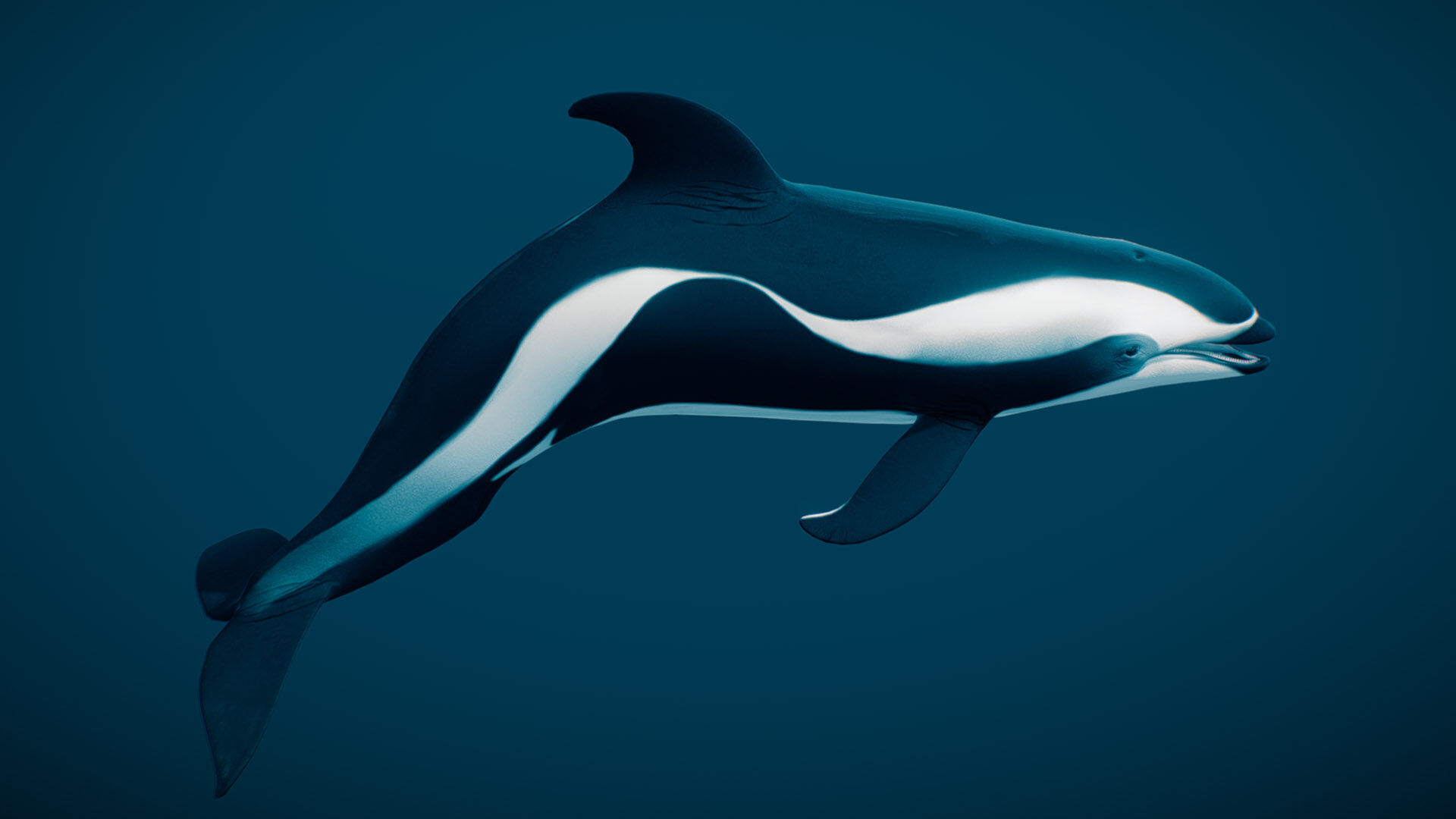 Hourglass Dolphin 3D model_3