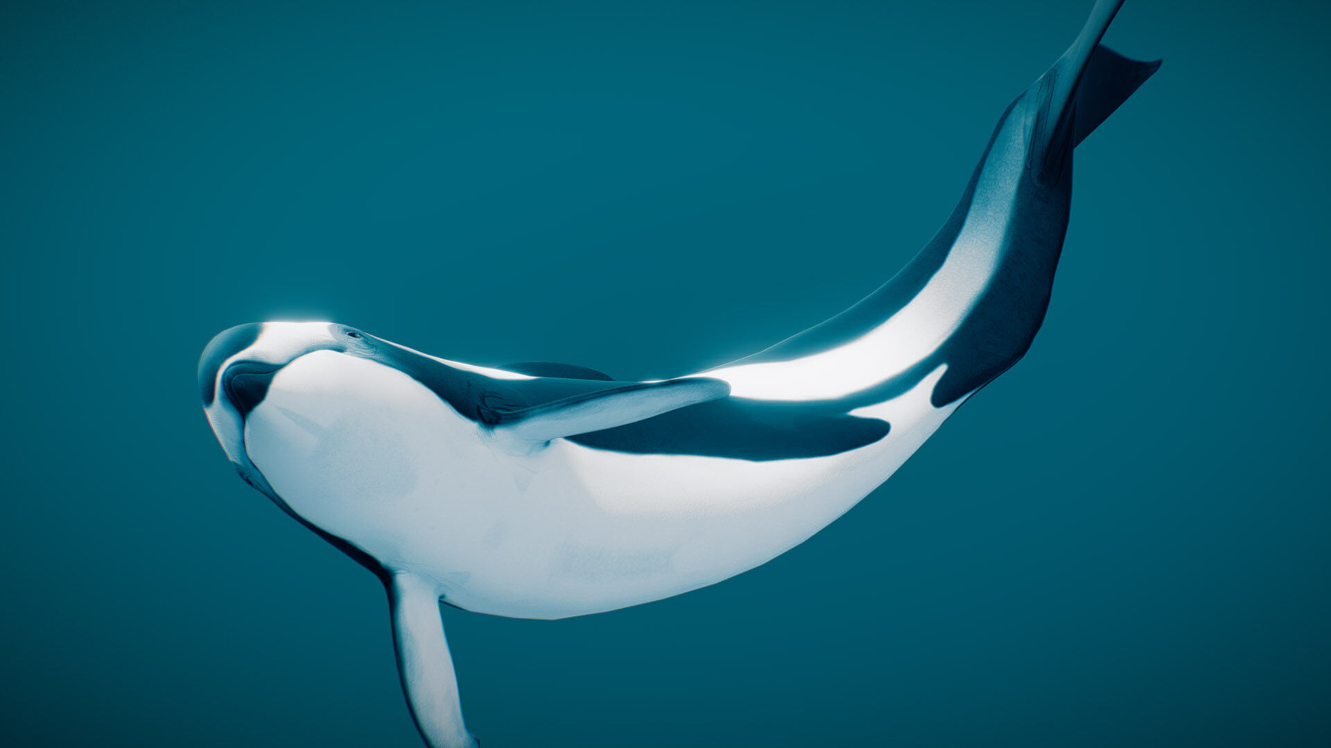Hourglass Dolphin 3D model_1