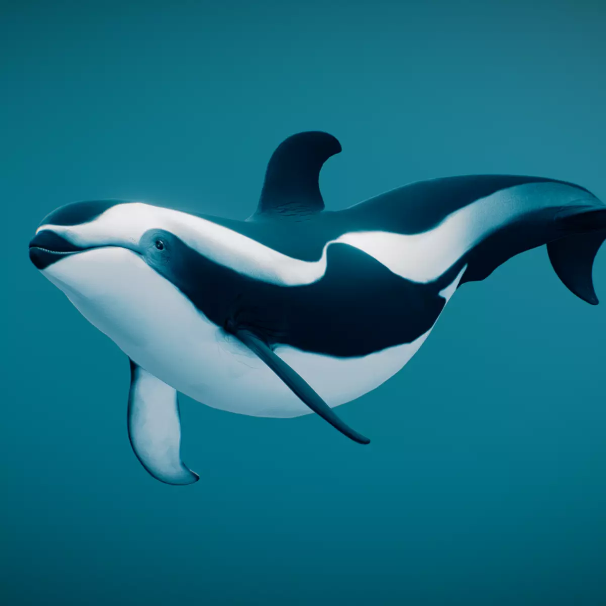 Hourglass Dolphin 3D model_0