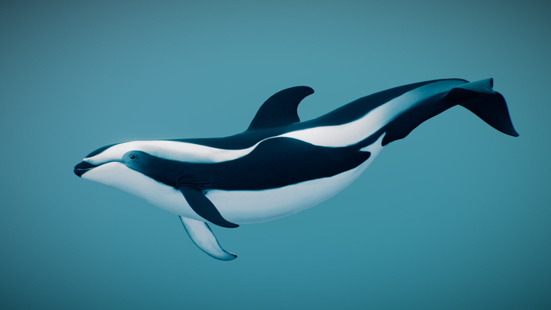 Hourglass Dolphin 3D model_4