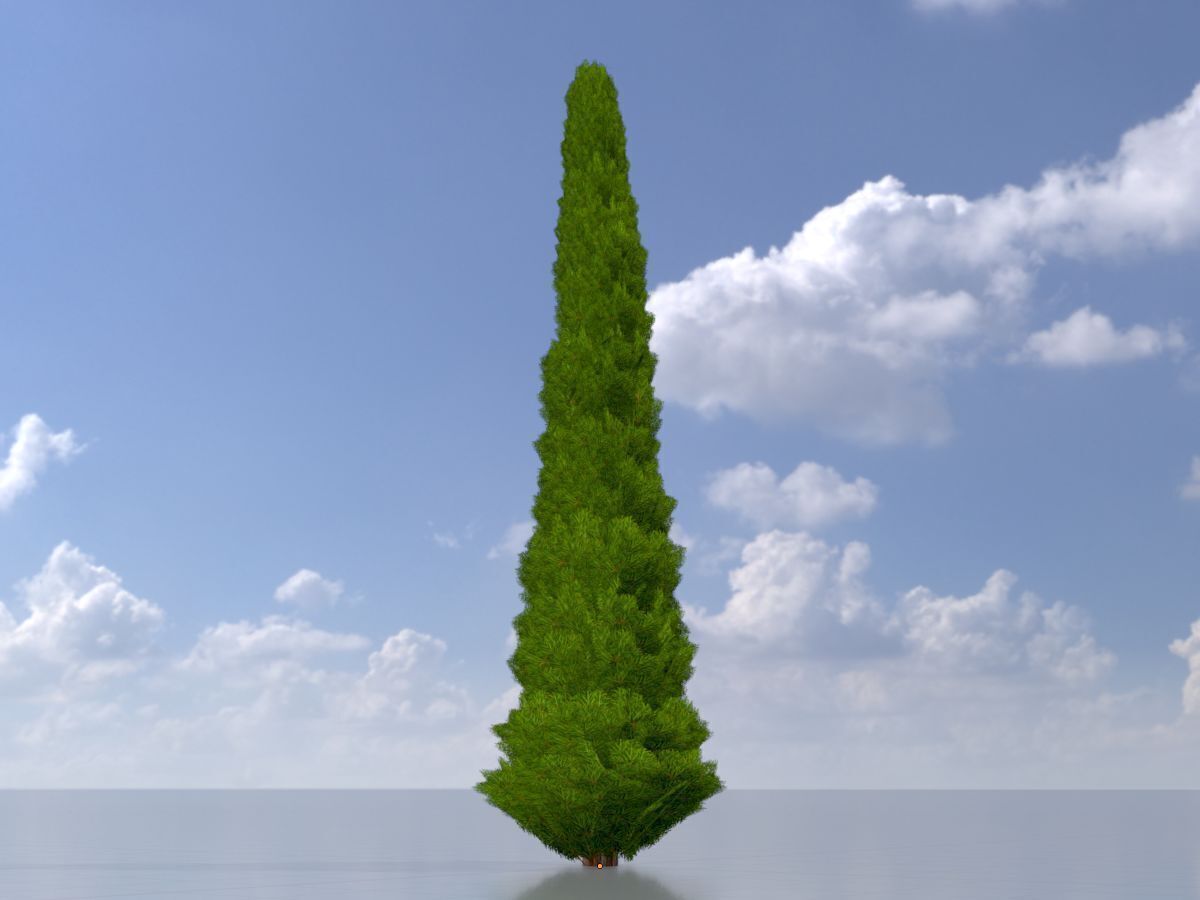Mock cypress version-1 8000mm Low-poly 3D model_3