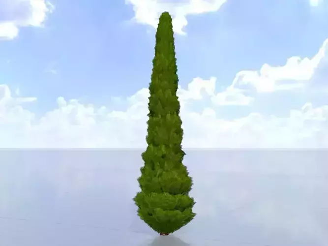 Mock cypress version-1 8000mm Low-poly 3D model