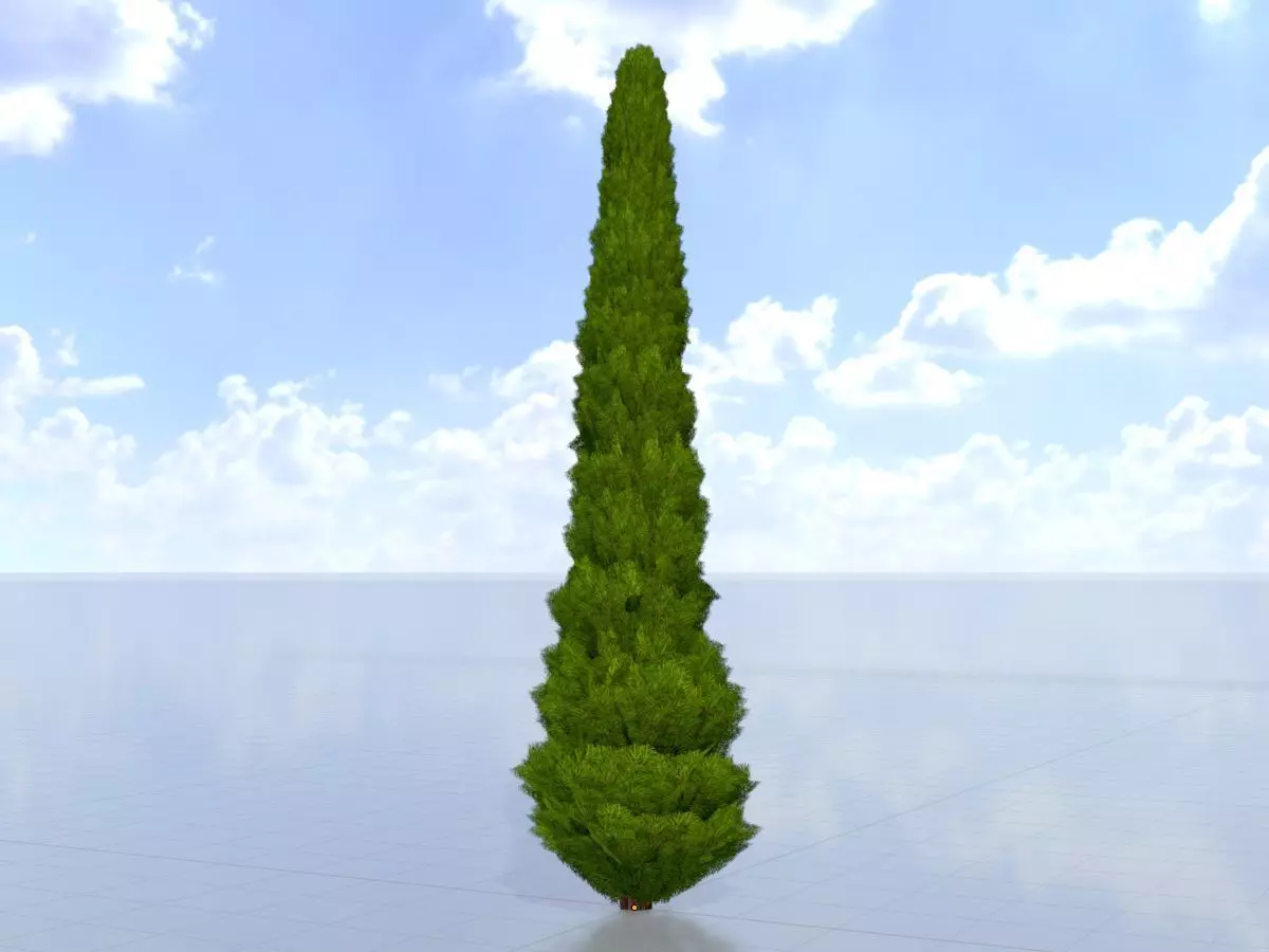 Mock cypress version-1 8000mm Low-poly 3D model_0