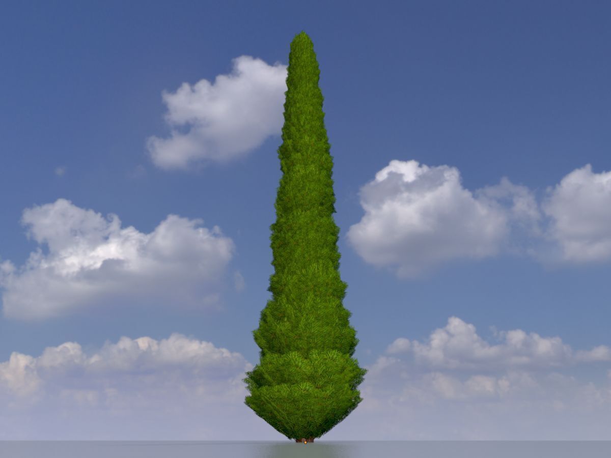 Mock cypress version-1 8000mm Low-poly 3D model_2