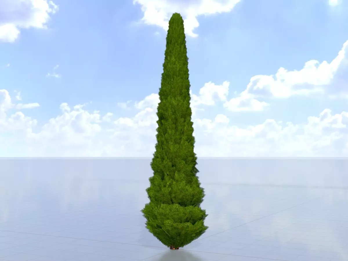 Mock cypress version-3 8000mm Low-poly 3D model_0