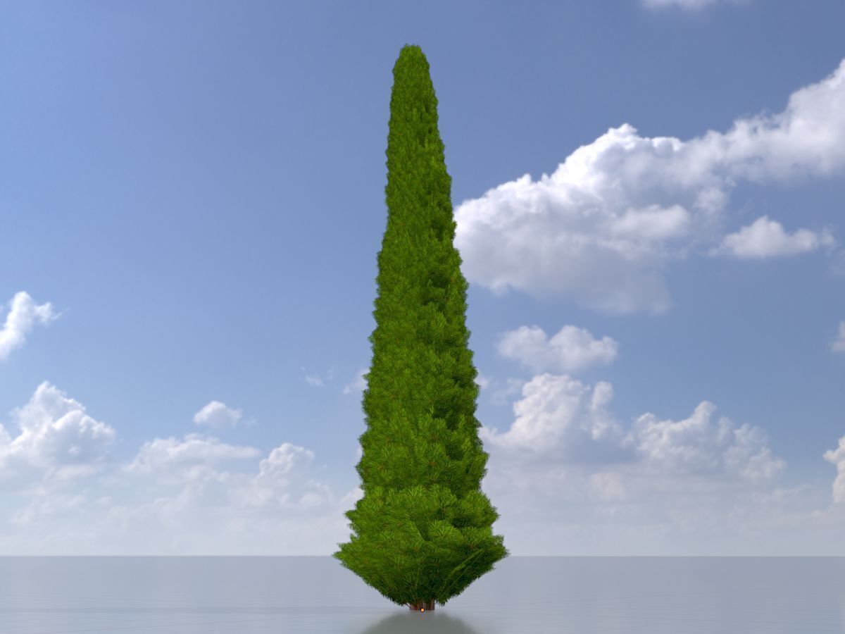 Mock cypress version-3 8000mm Low-poly 3D model_3