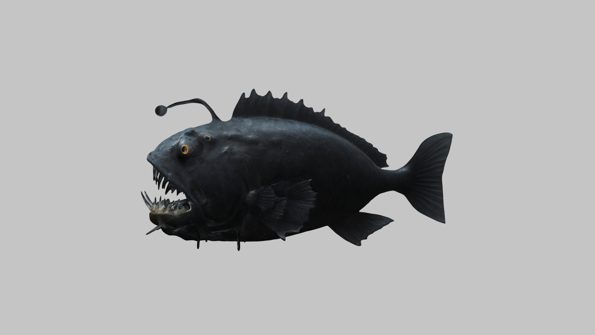 Black Humpback anglerfish Deep-sea fish Abyss Abyssal Low-poly 3D model_5