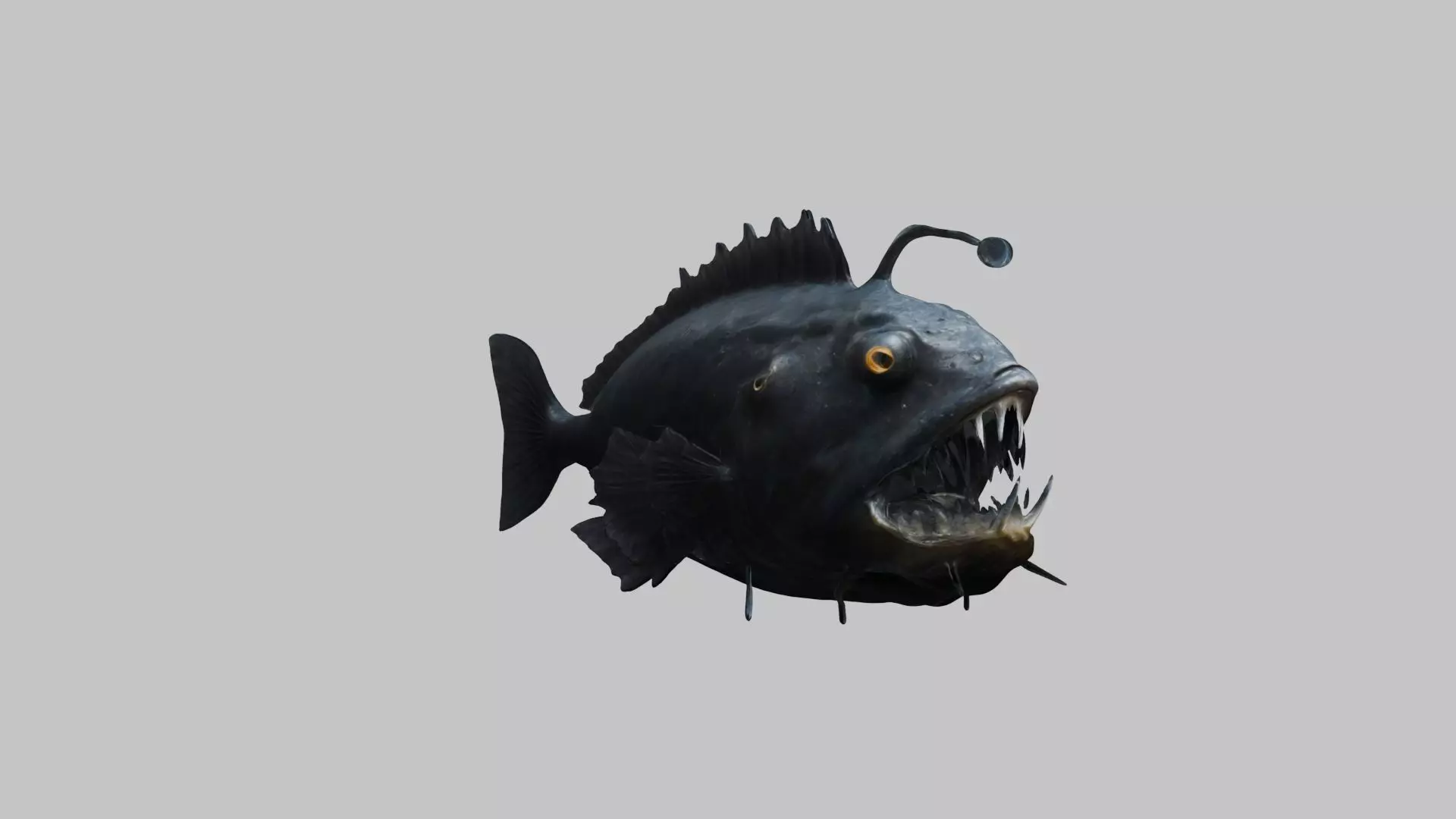 Black Humpback anglerfish Deep-sea fish Abyss Abyssal Low-poly 3D model_0