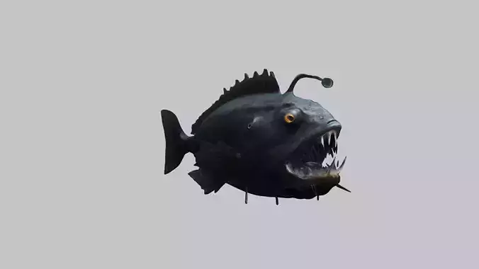 Black Humpback anglerfish Deep-sea fish Abyss Abyssal