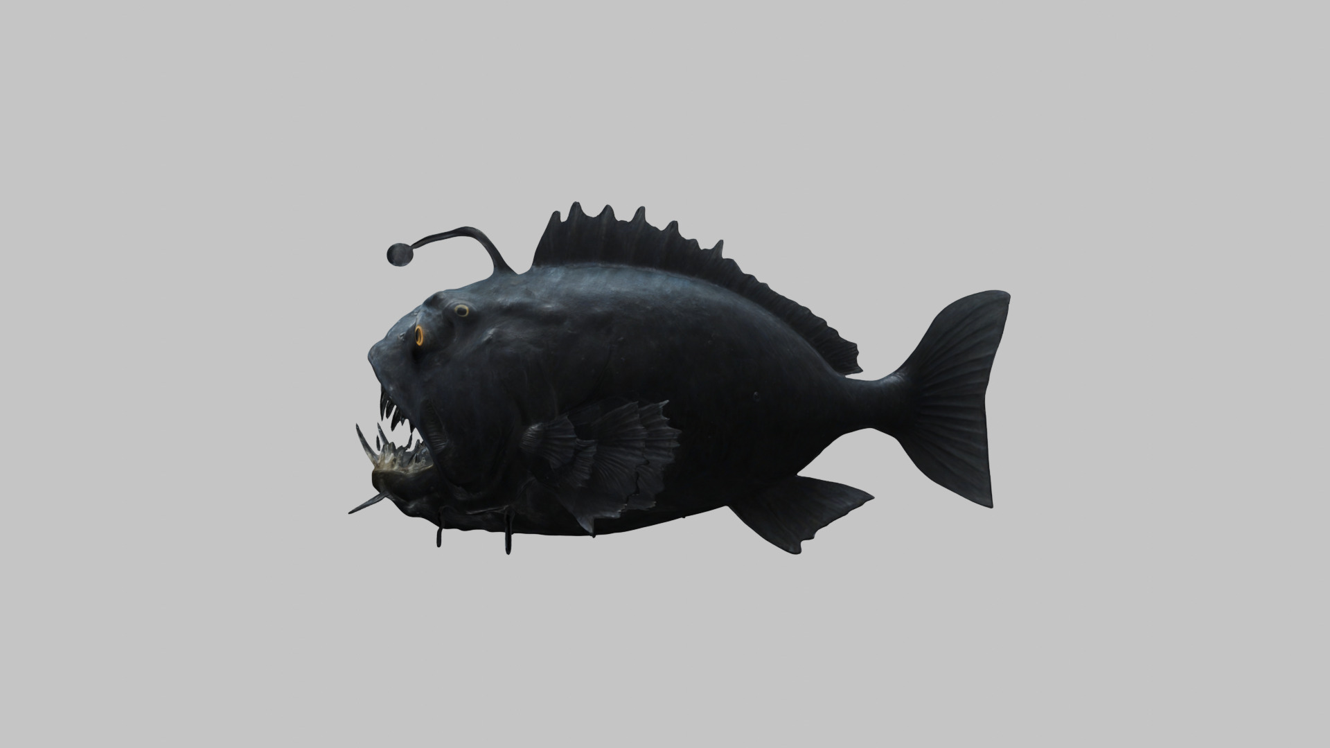 Black Humpback anglerfish Deep-sea fish Abyss Abyssal Low-poly 3D model_4
