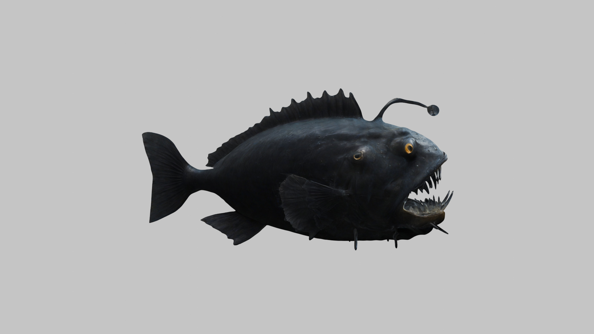 Black Humpback anglerfish Deep-sea fish Abyss Abyssal Low-poly 3D model_11