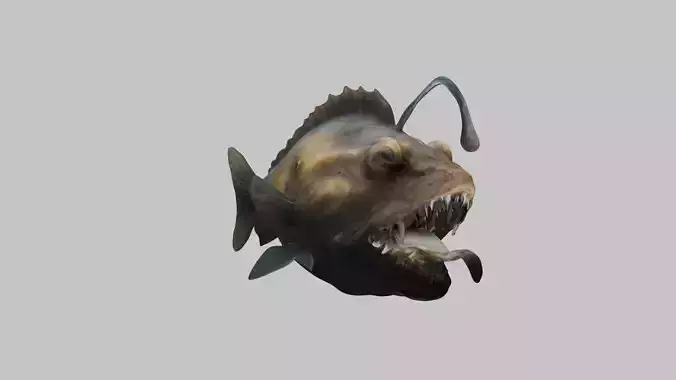 Humpback anglerfish Deep-sea fish Abyss Abyssal