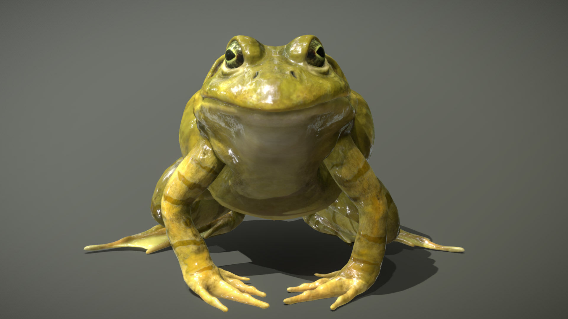 American Bullfrog 3D model_3