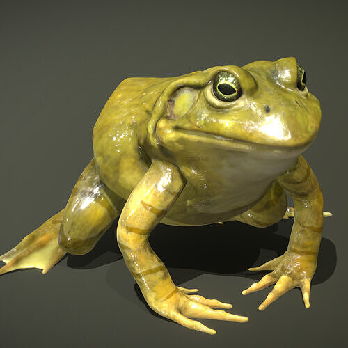 American Bullfrog 3D model