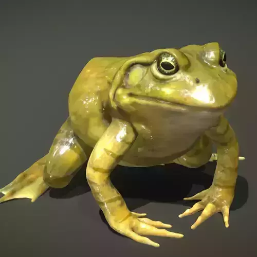 American Bullfrog