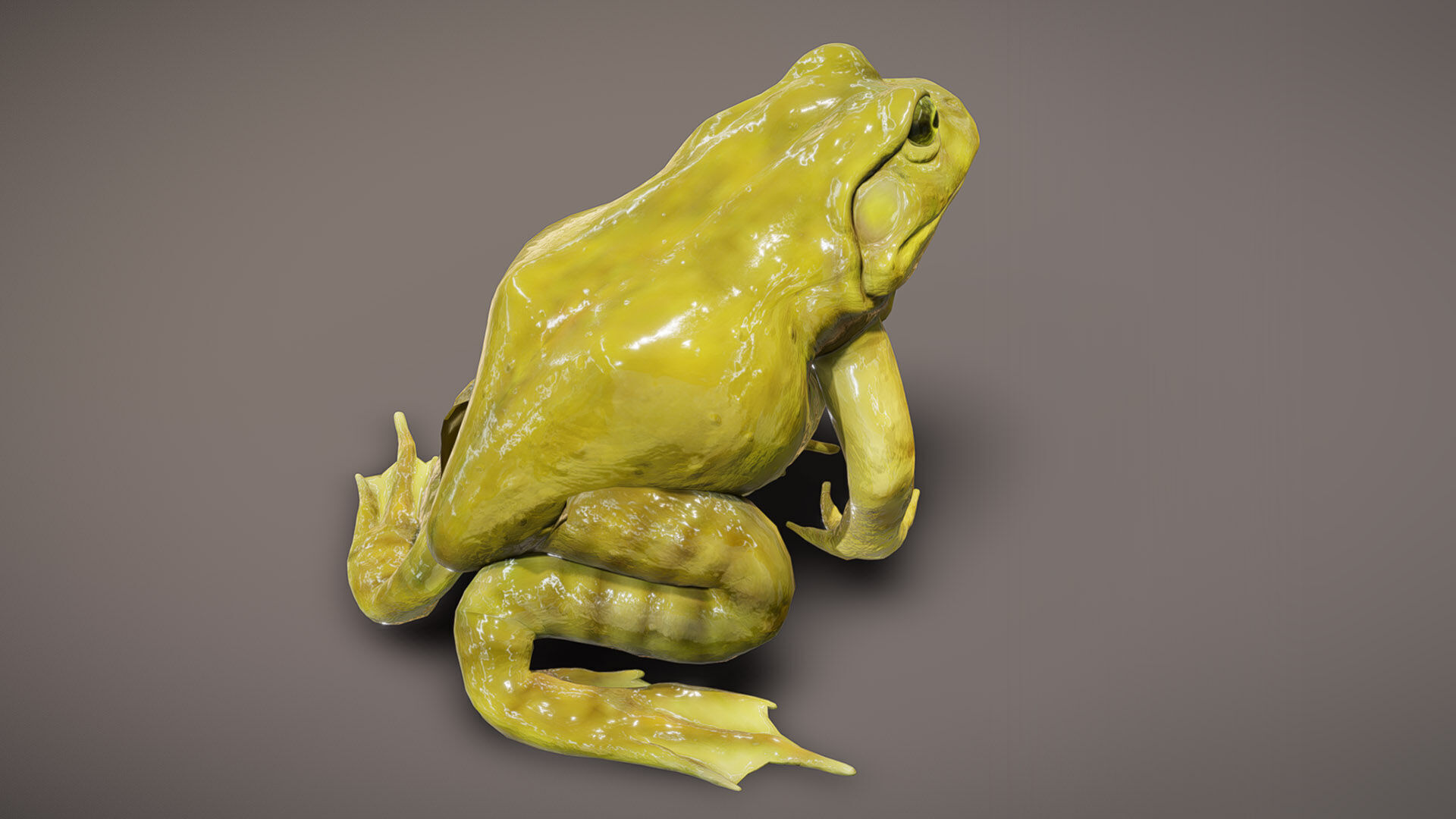 American Bullfrog 3D model_1