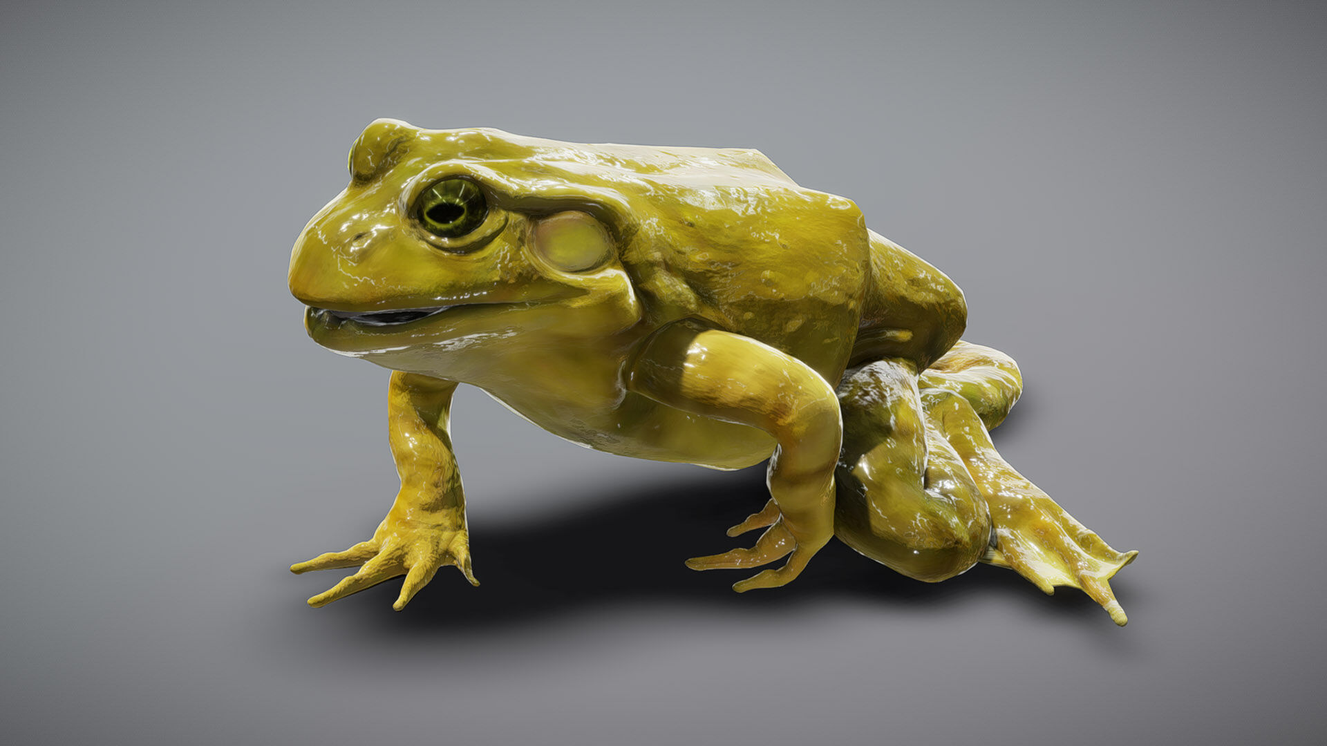 American Bullfrog 3D model_2