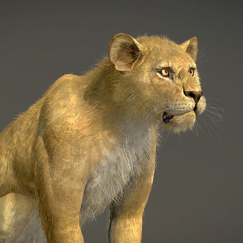 Lion Female 3D model