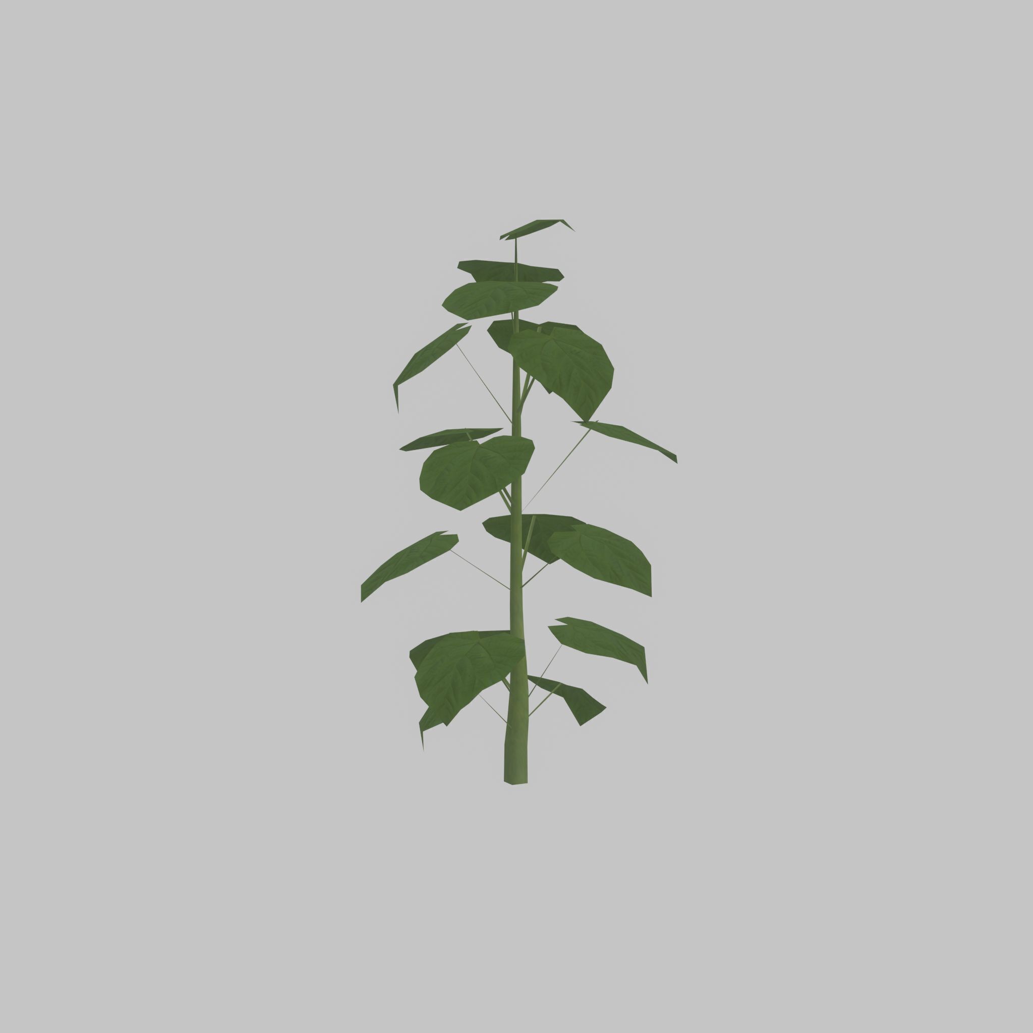 Empress tree summer LOD1 2000mm Low-poly 3D model_27