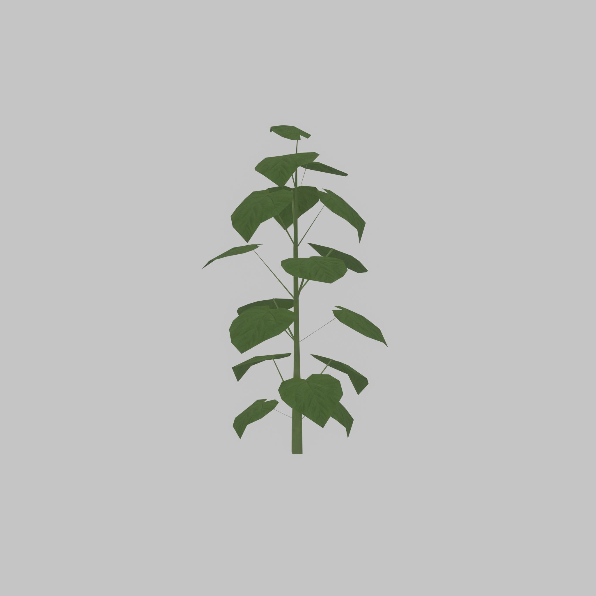 Empress tree summer LOD1 2000mm Low-poly 3D model_34