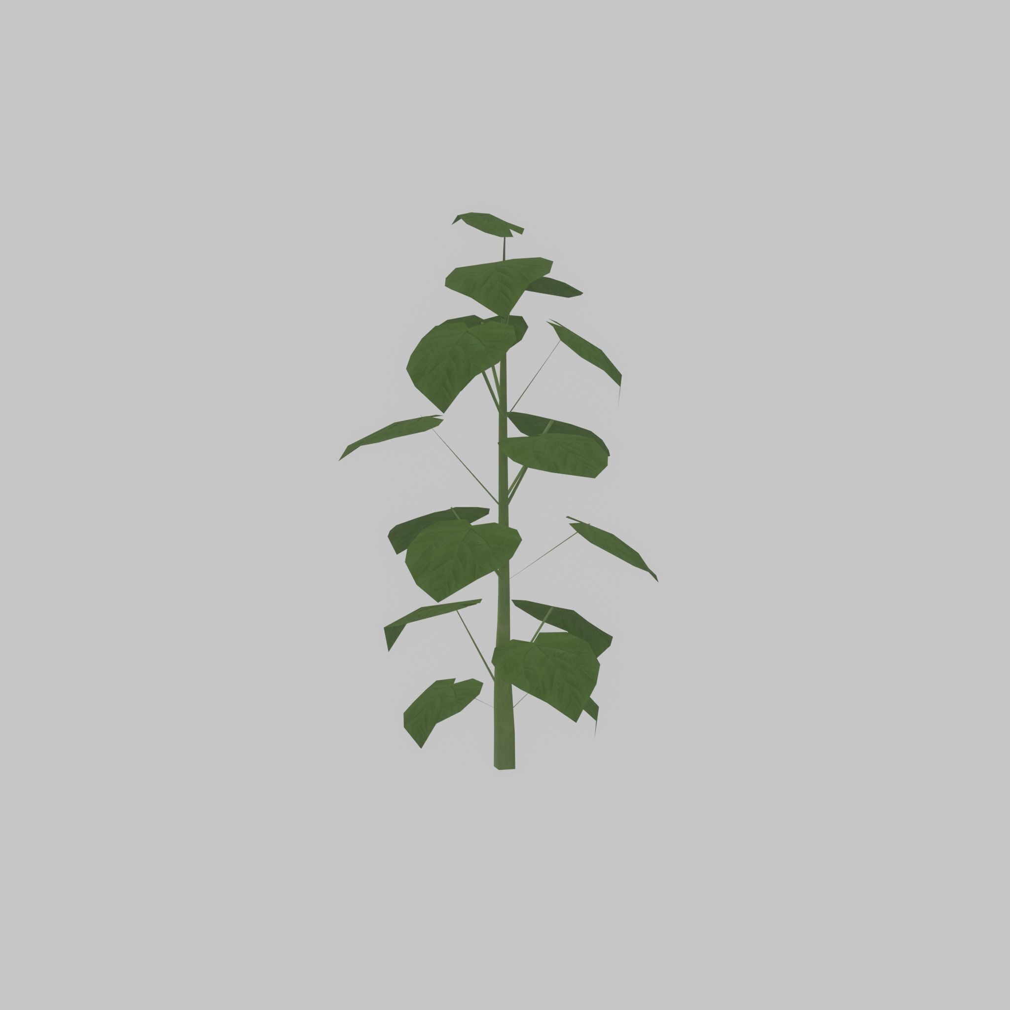 Empress tree summer LOD1 2000mm Low-poly 3D model_50