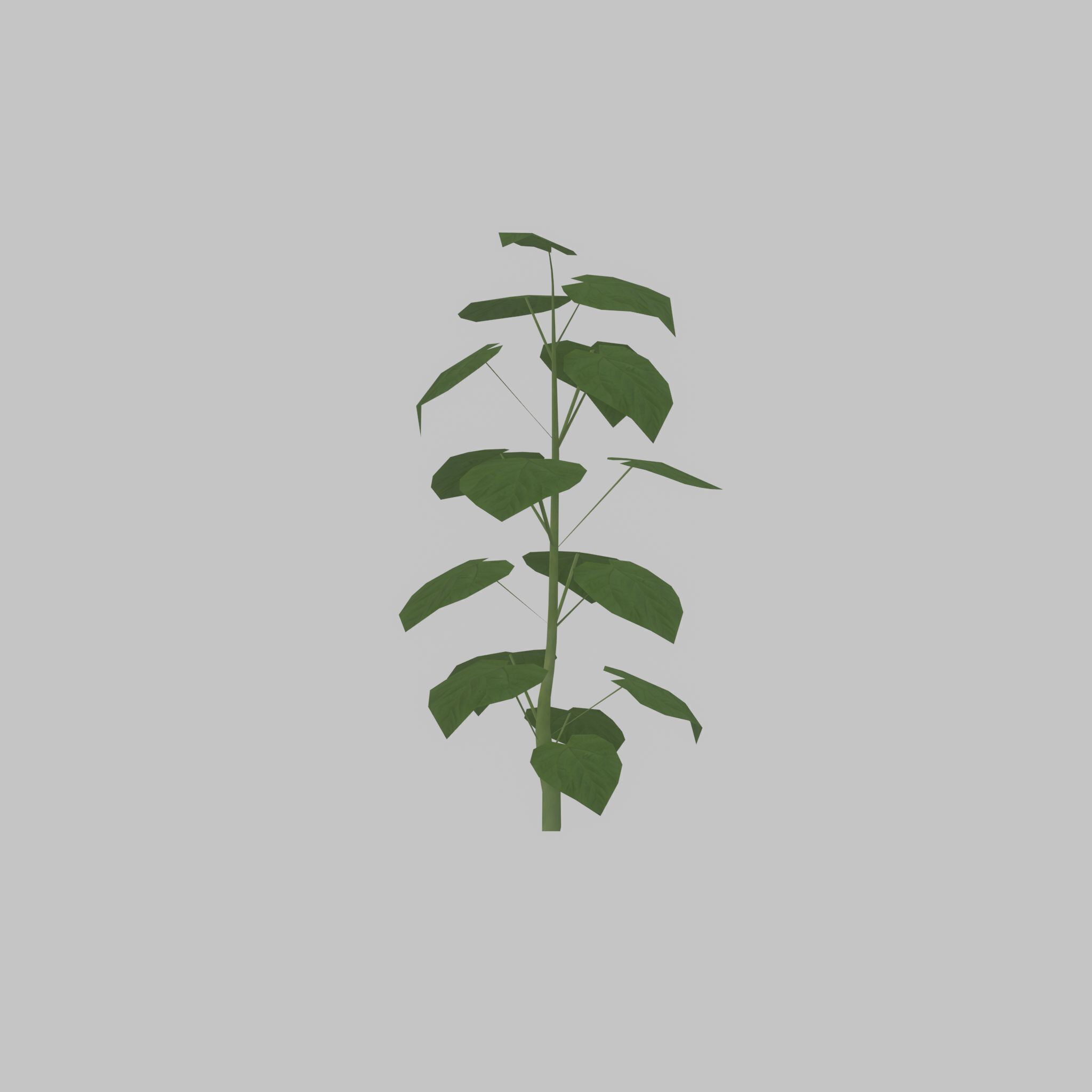 Empress tree summer LOD1 2000mm Low-poly 3D model_23